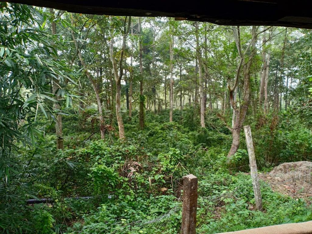 Siddhartha Wildlife Retreat Hotel Meghauli Exterior photo